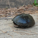 Common Musk Turtle