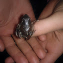 Spring Peeper