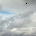 Crows