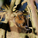 Marsh Wren