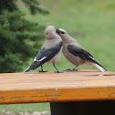 Clark's Nutcracker