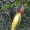 Miracle fruit