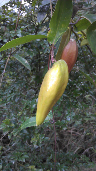 Spotting Image 1