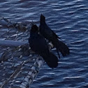 Boat-tailed Grackle