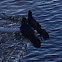 Boat-tailed Grackle