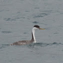 Western Grebe