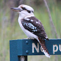 Laughing Kookaburra