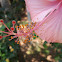 Gulmohar