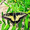 Anise Swallowtail
