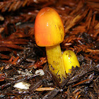Witch's Hat