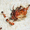 Fire Ant