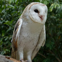 Barn Owl