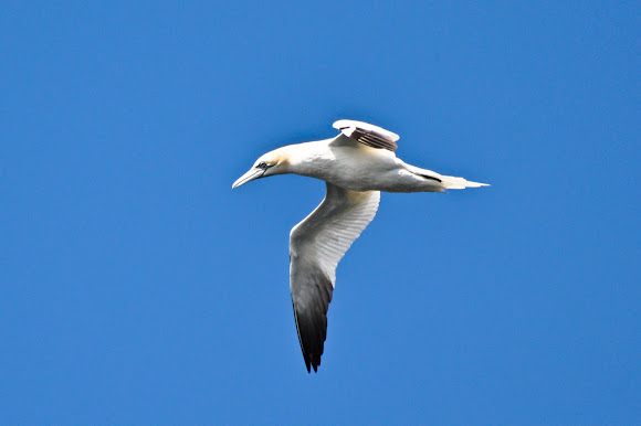 Spotting Image 1