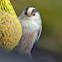 Long-tailed Tit