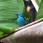 saí-azul