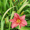 The Tawny Grey Lily