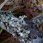 Oakmoss
