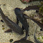 Catfish