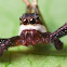 Jumping Spider
