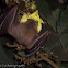 Greater short-nosedFruit Bat
