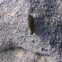 Provençal Fritillary - caterpillar