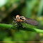 Robber fly