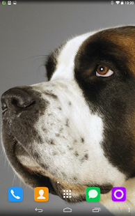 How to install Dog Beethoven Live Wallpaper 1.1.1 unlimited apk for laptop