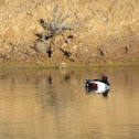 Northern shoveler