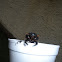 uncertain beetle