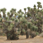 Joshua Tree