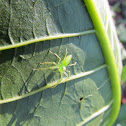 Jumping Spider (Lyssomanes)
