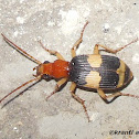 Bombardier Beetle