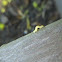 Inch Worm (Geometer moth)