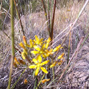 Golden Stars