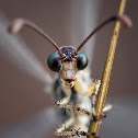 Antlion