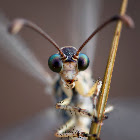 Antlion