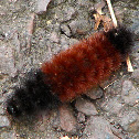 Isabella Tiger Moth larva
