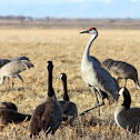 Sandhill Crane