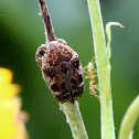 Mango Flower beetle