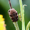 Mango Flower beetle