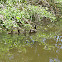 Mallards