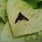 Progressive Bee Fly