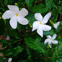 Pinwheel Gardinia