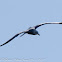 Audouin's Gull; Gaviota de Audouin