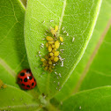 Lady Bird Beetle and Aphids