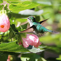 hummingbird