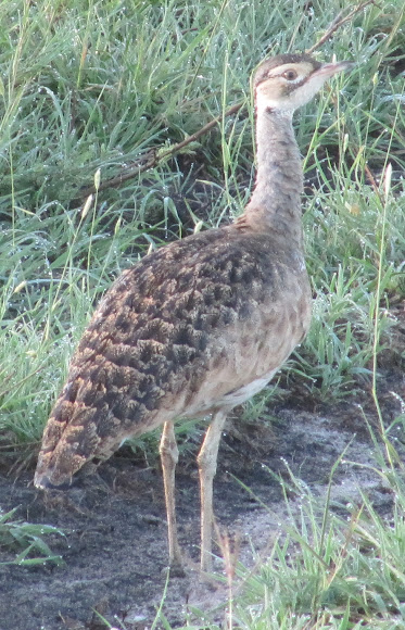 Spotting Image 1