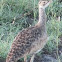 white bellied bustard