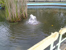 Fish Tank Fountain