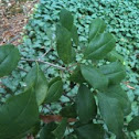 American holly